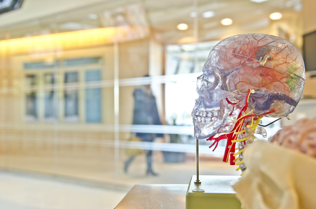 Your Brain, Neuroplasticity, and the Bible-Christian Strong